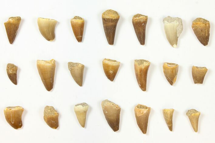 Lot: Assorted Fossil Mosasaur Teeth - Pieces #134125